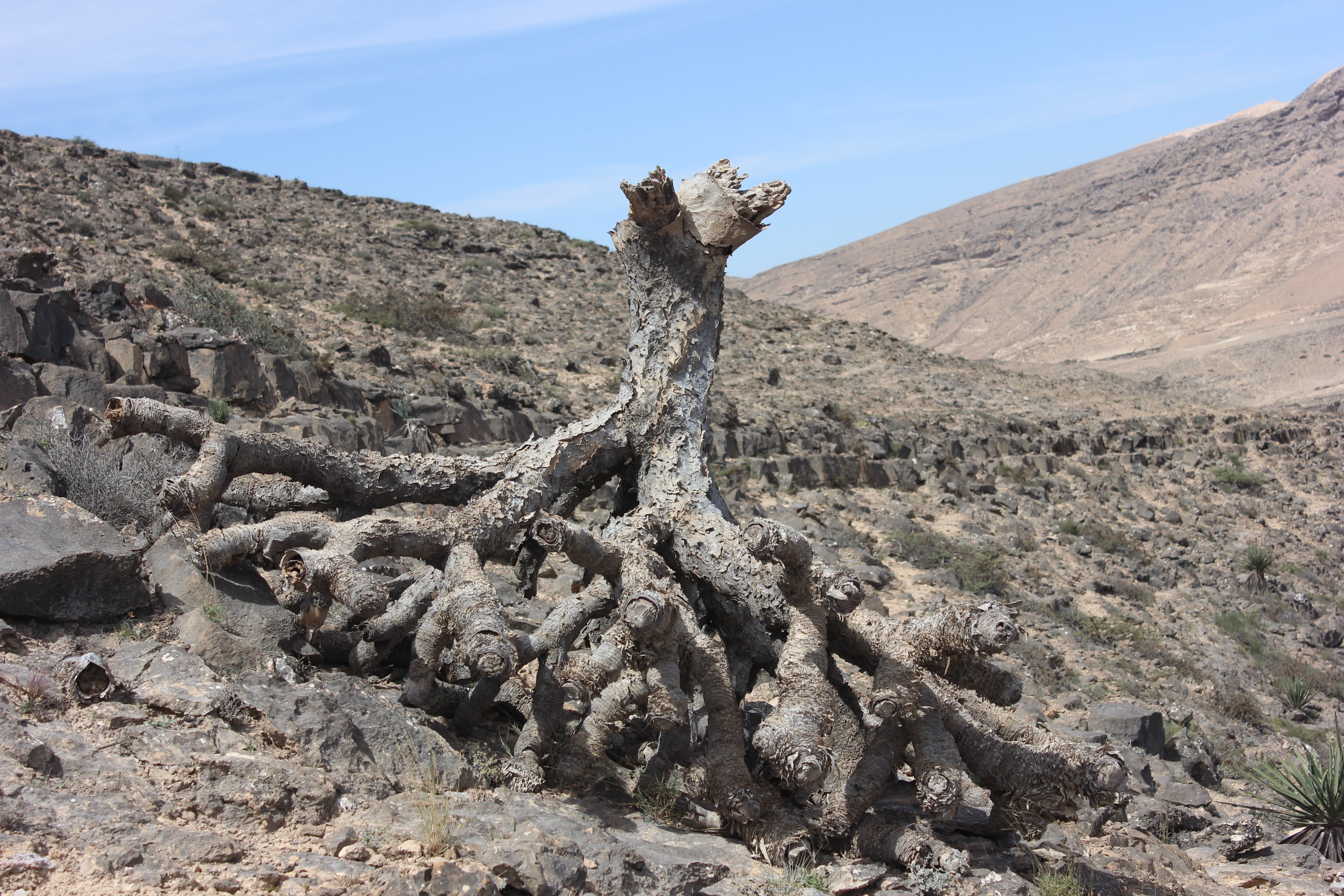 Plant Image